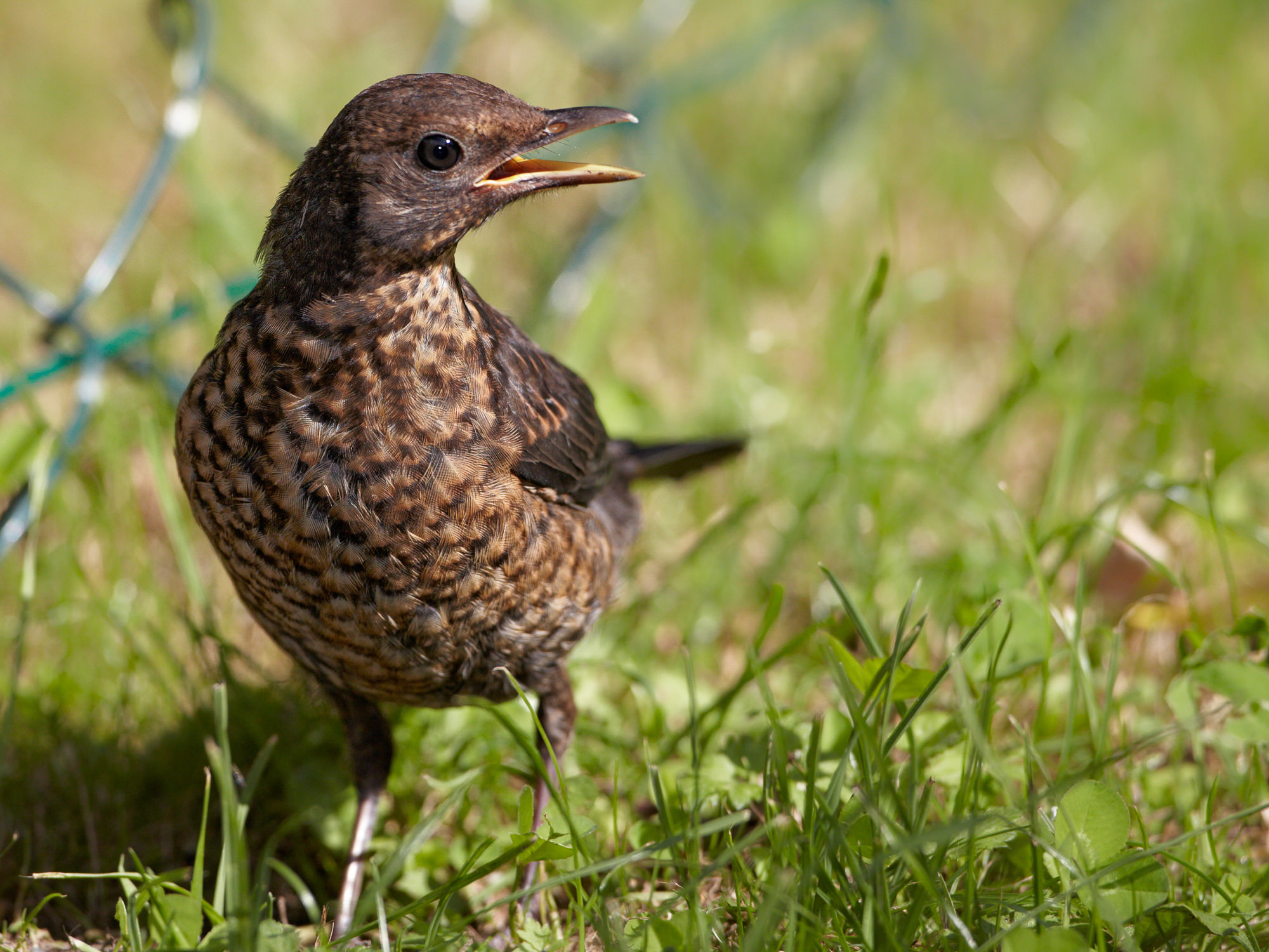 young blackbird