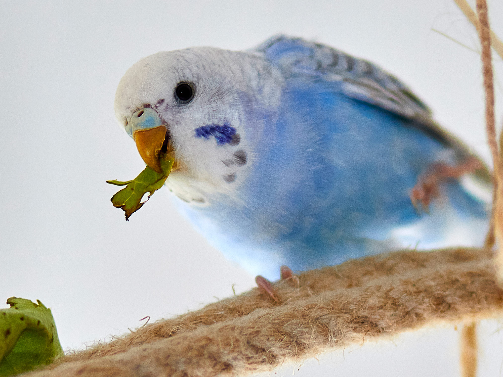 budgerigar