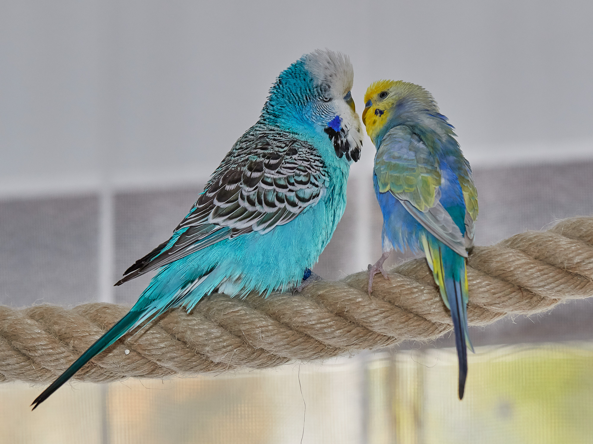 budgerigars