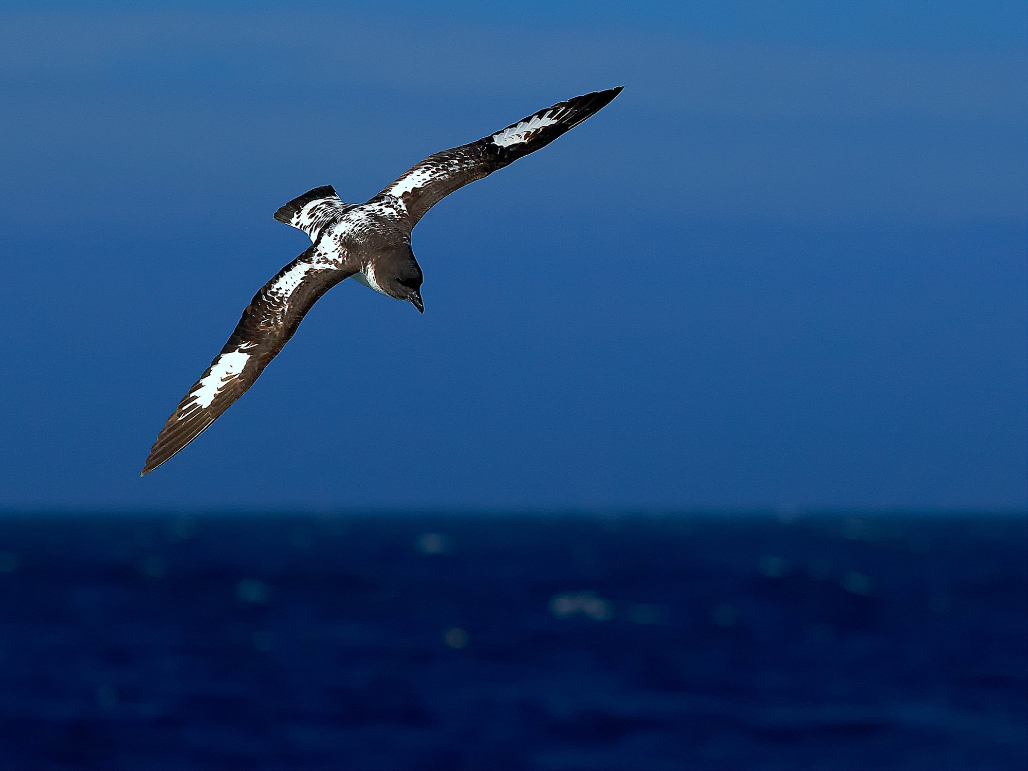 cape petrel
