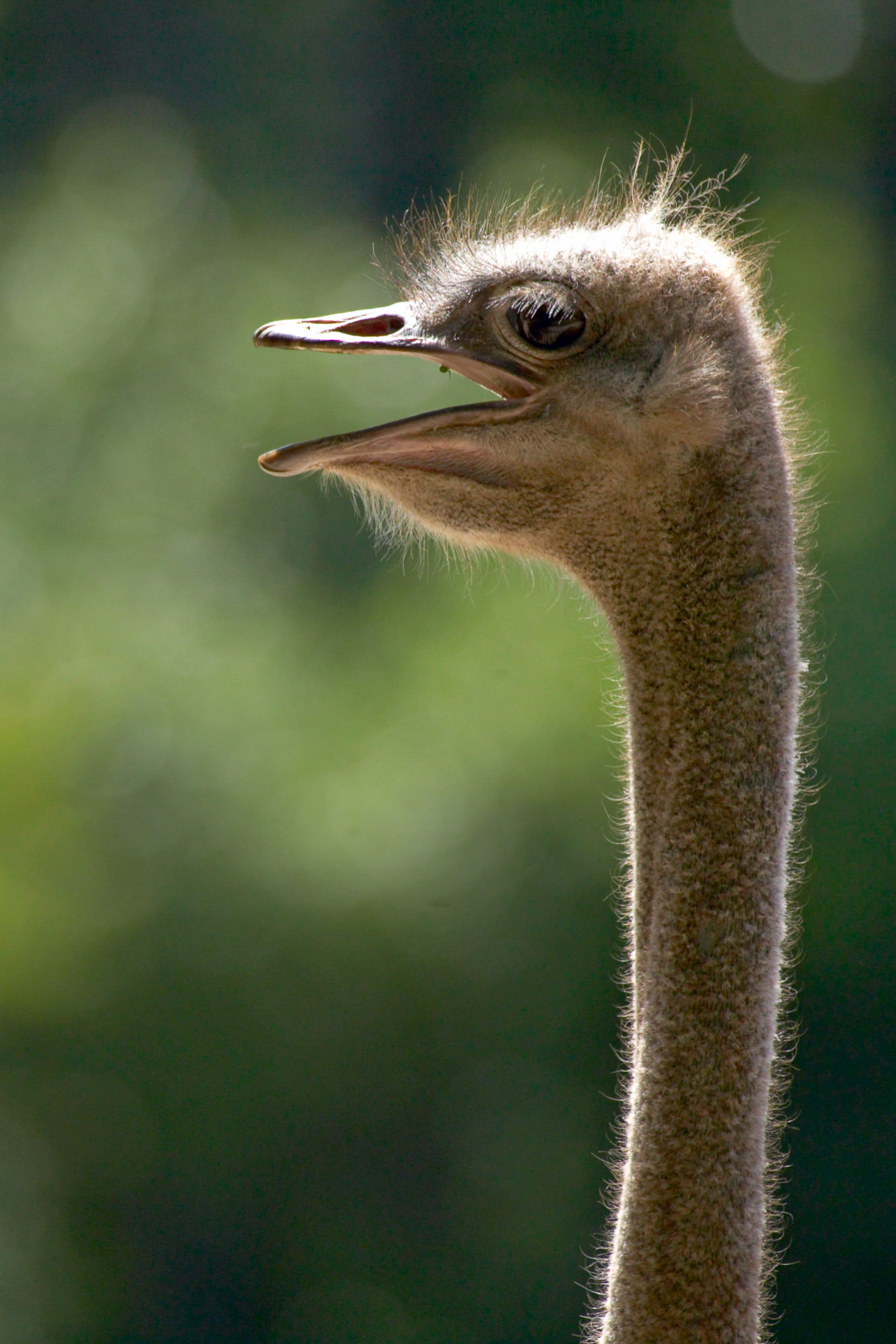 emu