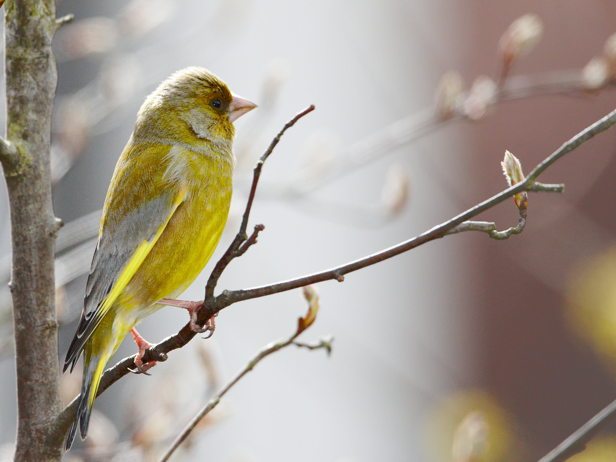 greenfinch