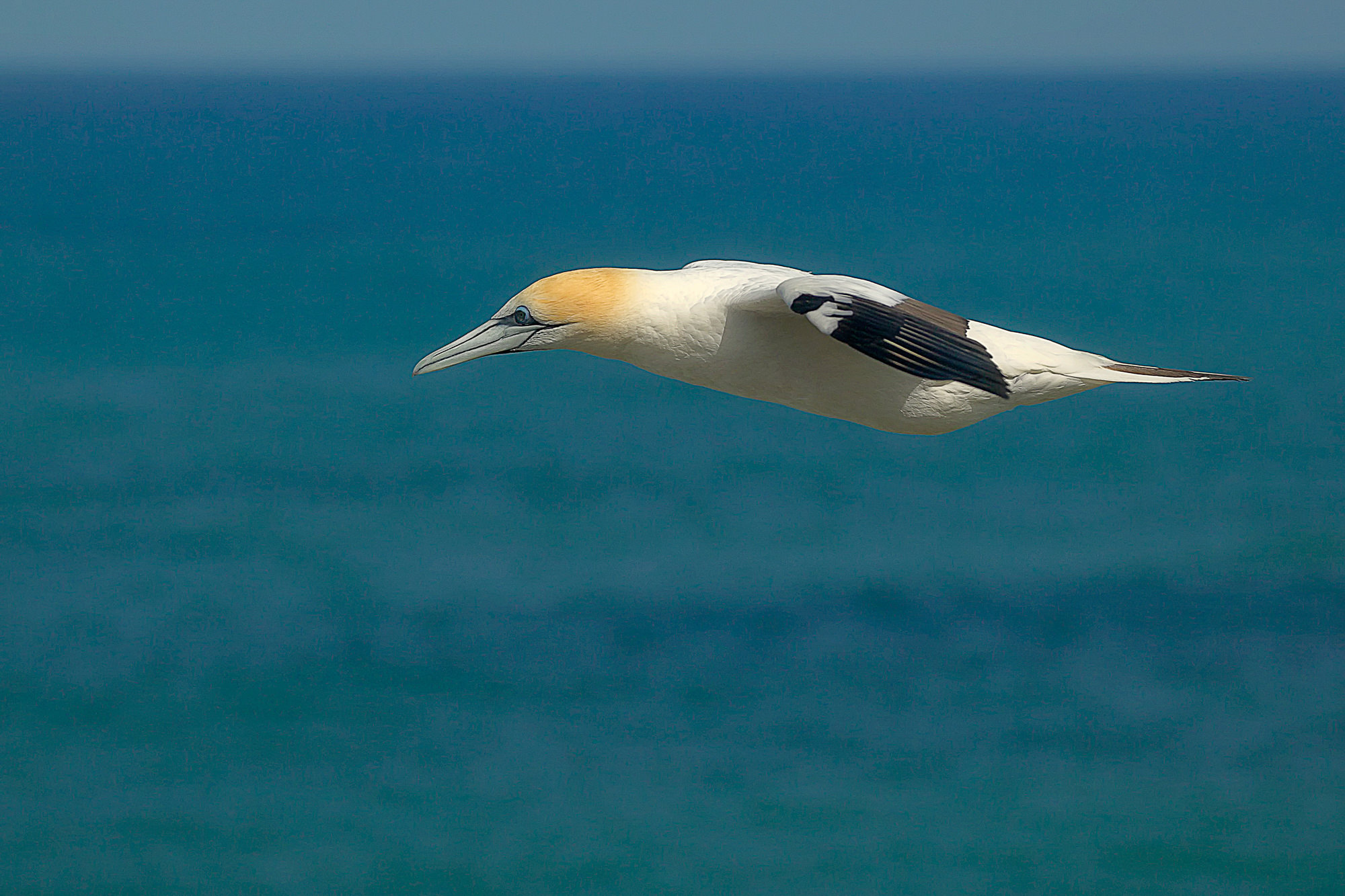 gannet at Muriwai, New Zealand