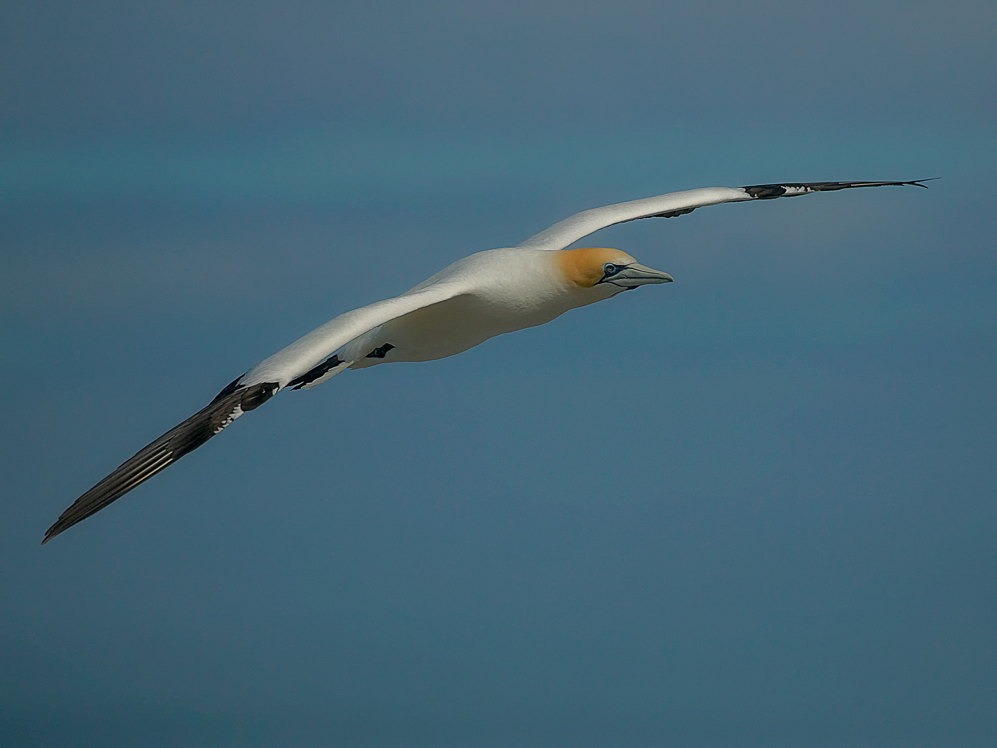 gannet at Muriwai, New Zealand