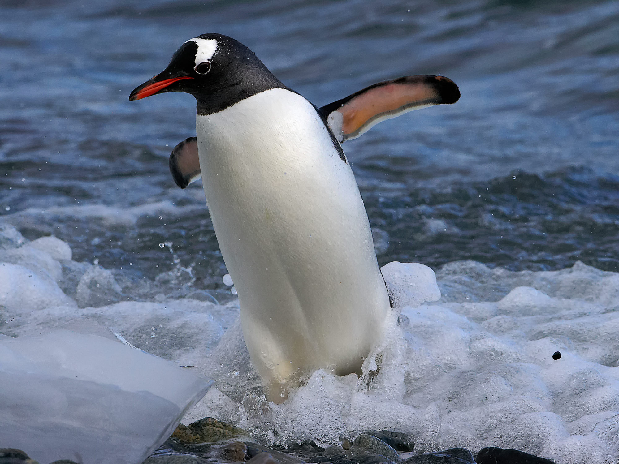 gentoo penguin