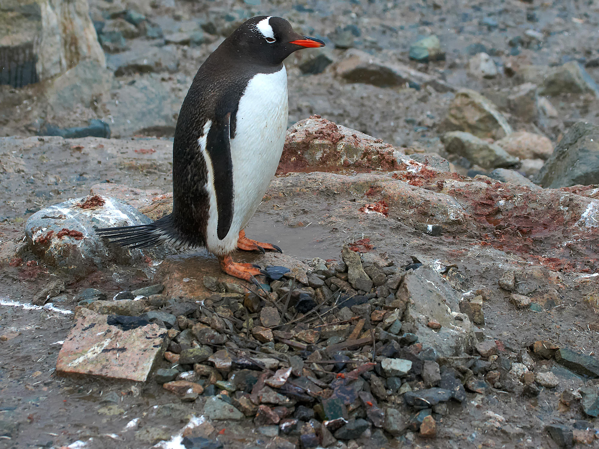 gentoo penguin and its nest