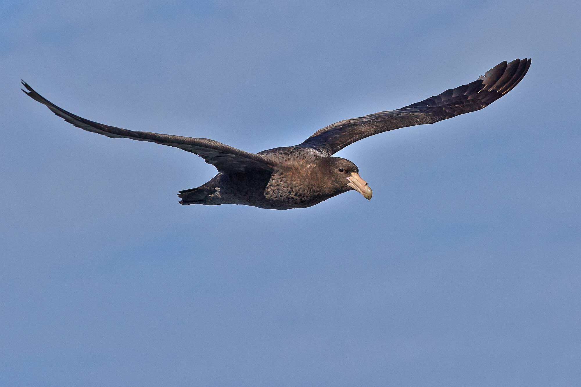 giant petrel