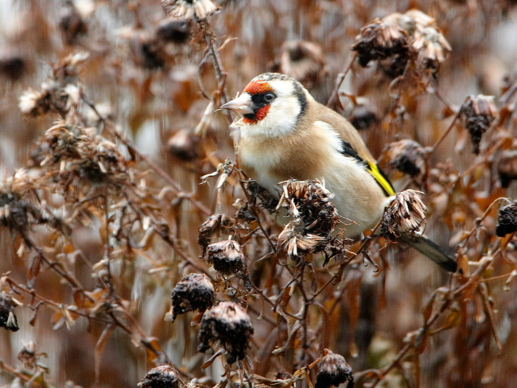 goldfinch