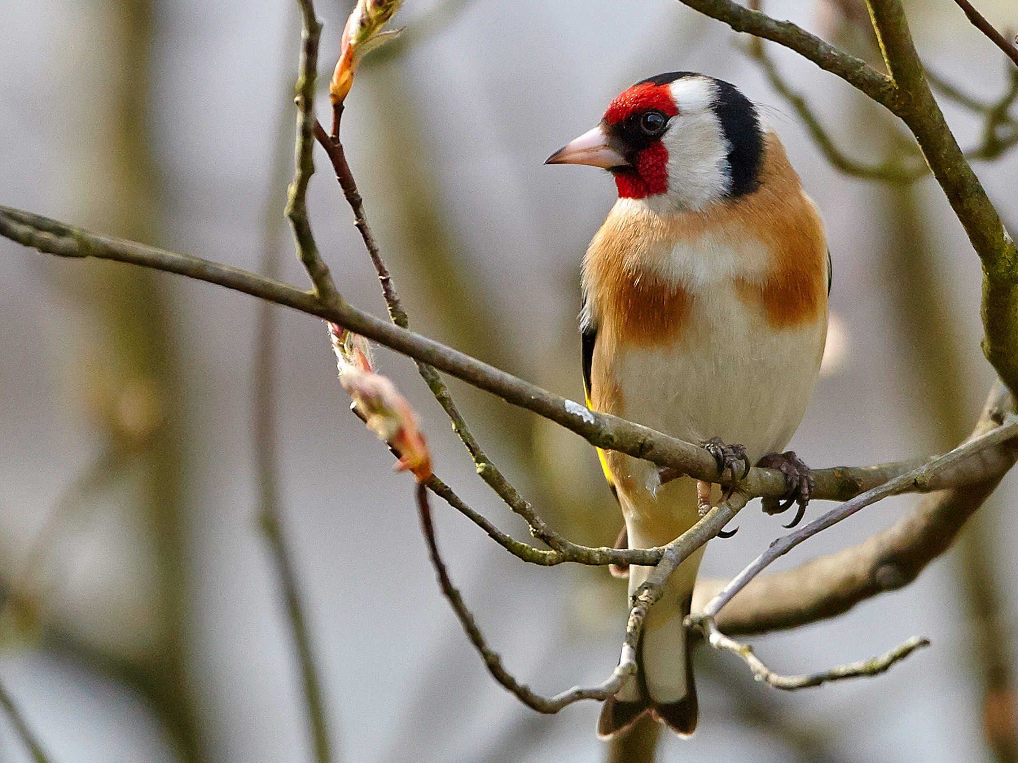 goldfinch