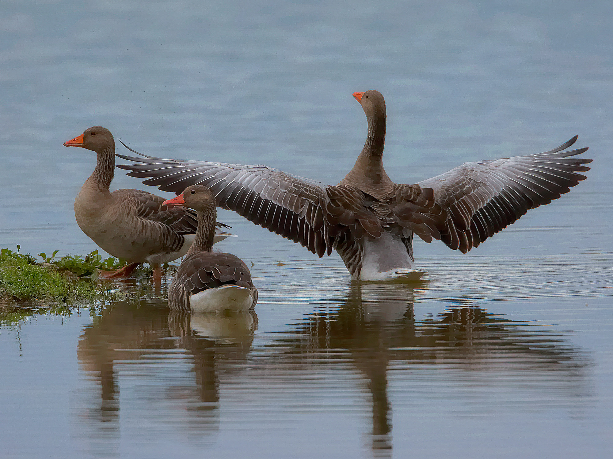 greylag geese