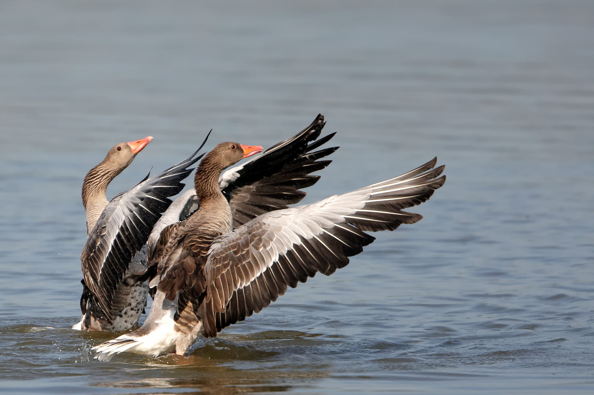 greylag geese in wedding mood