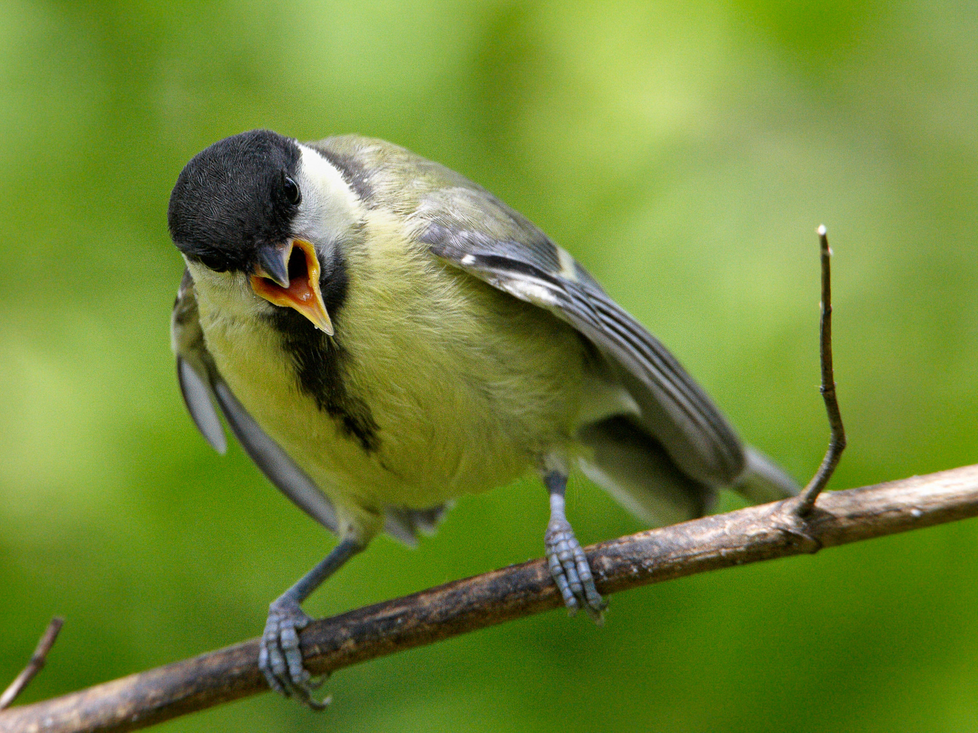 great tit