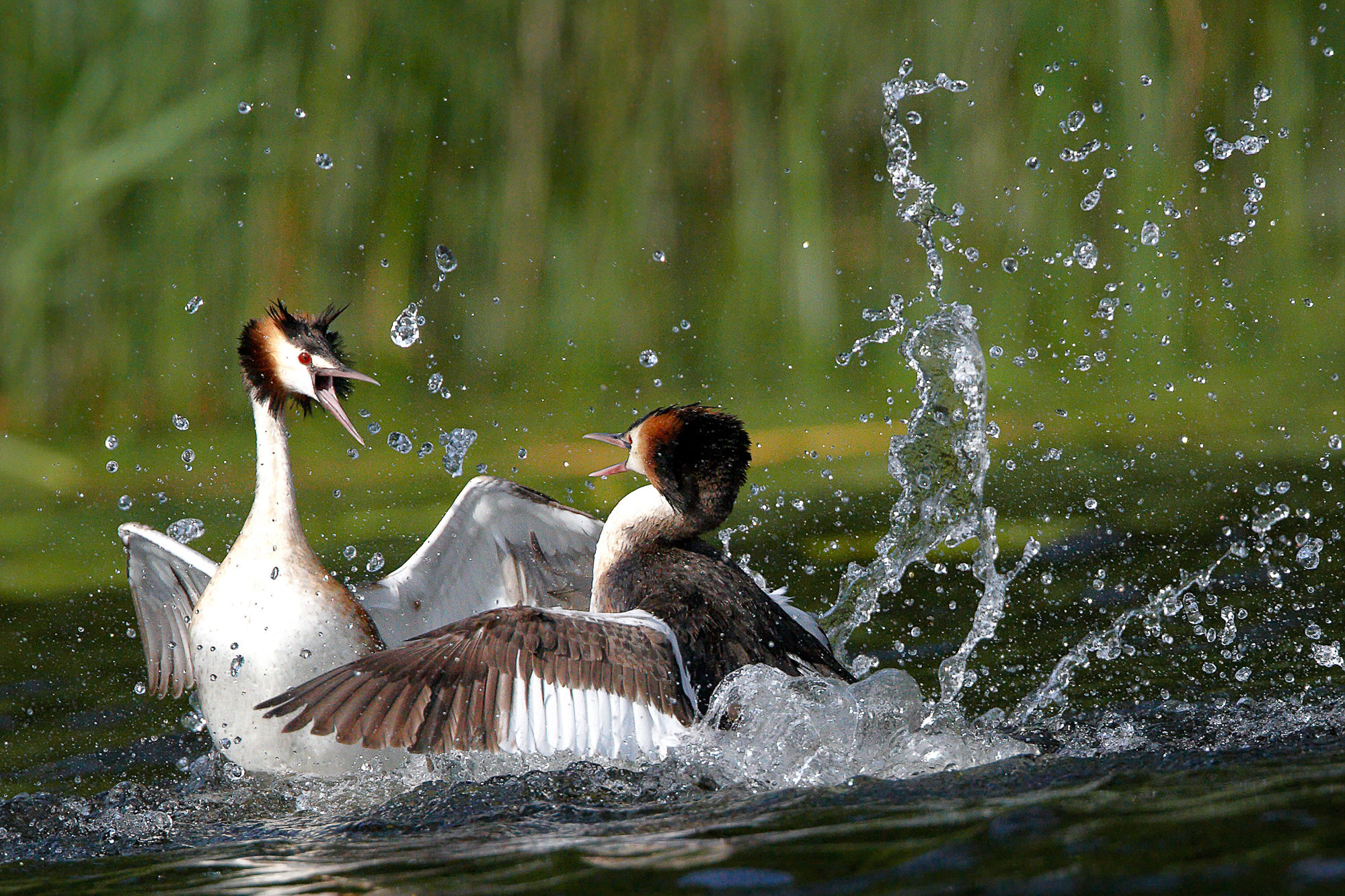 great crested grebe, territorial fights