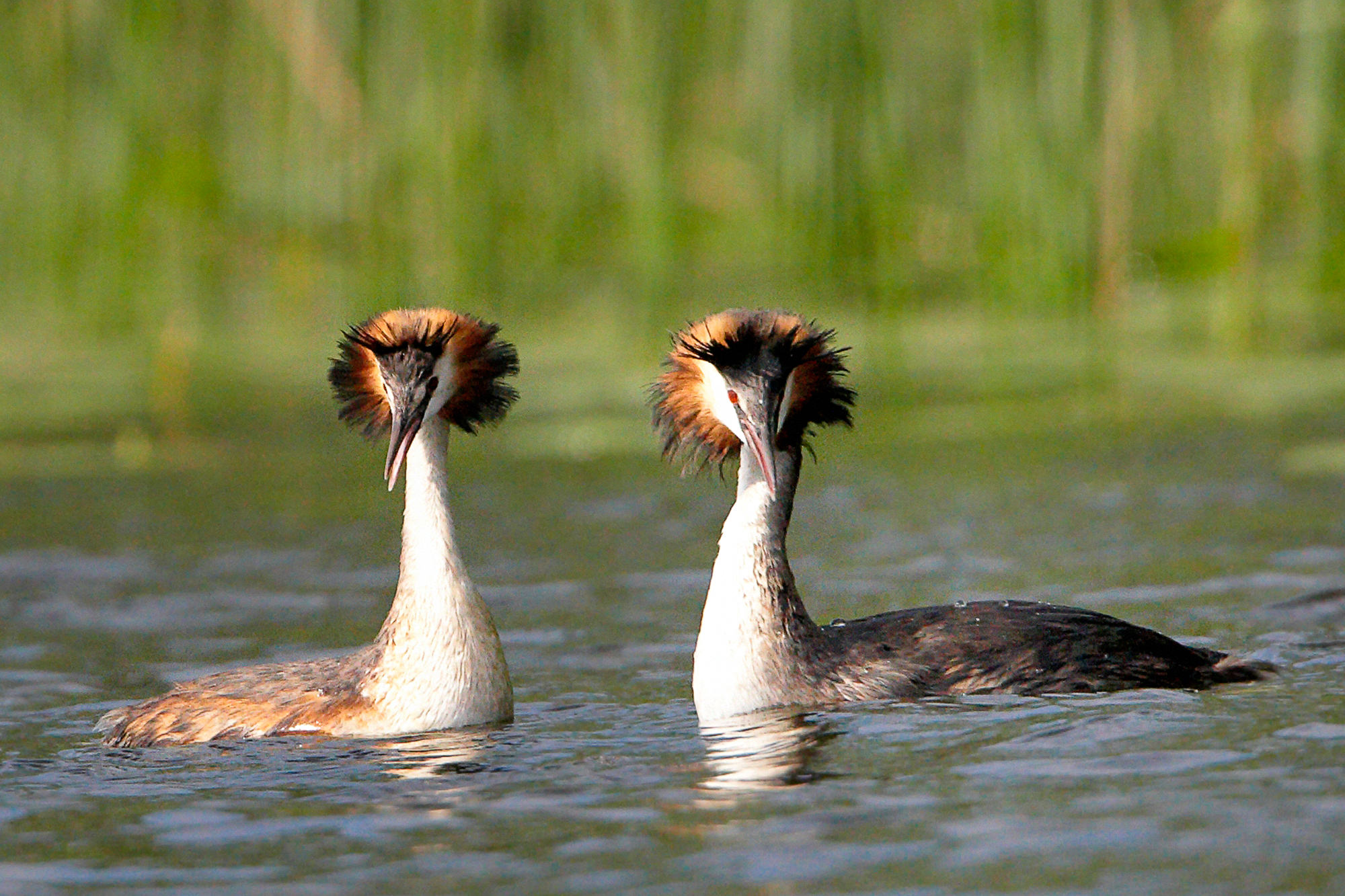 great crested grebes in wedding mood