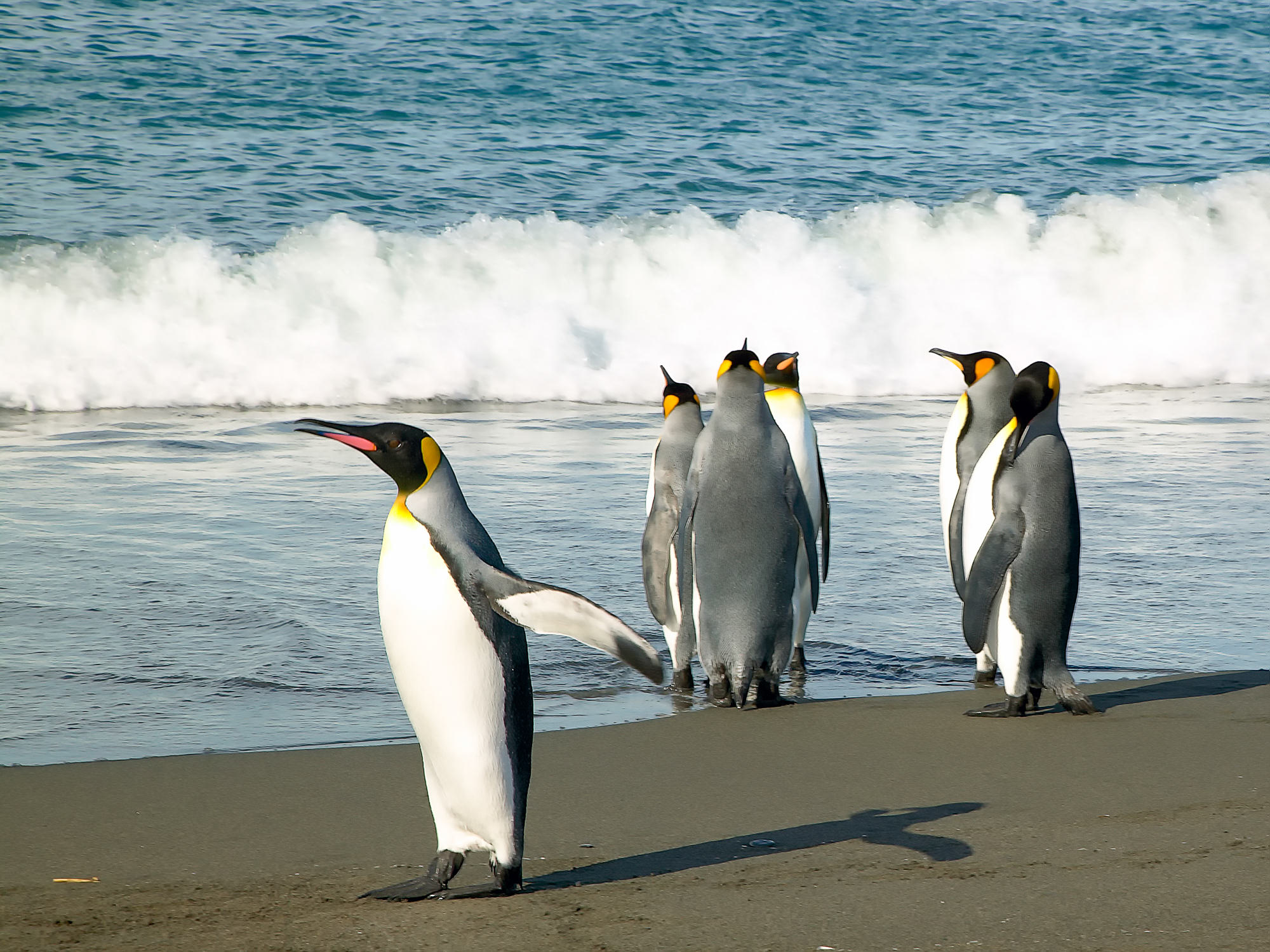king penguins at St. Andrews Bay