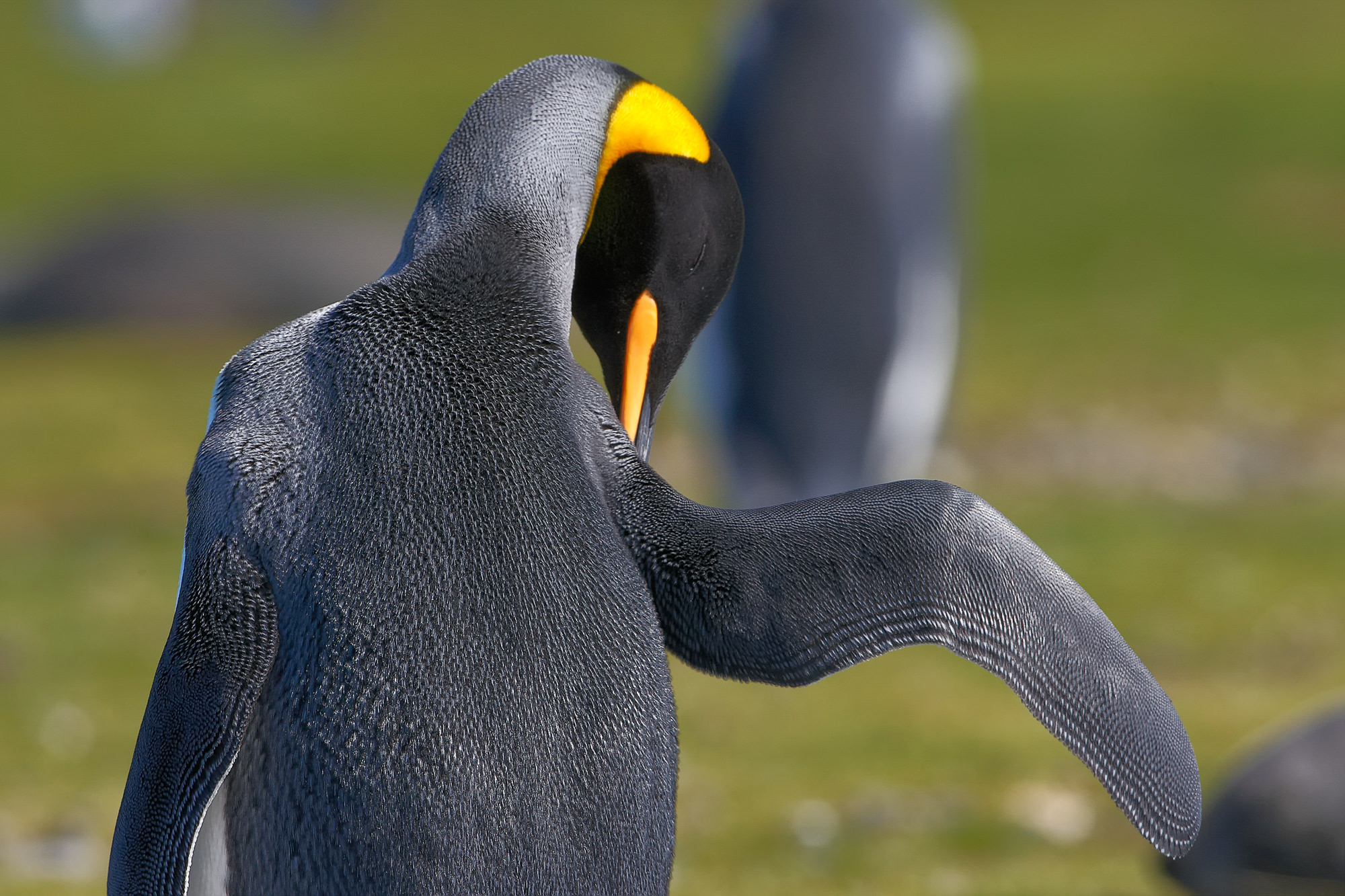 king penguin