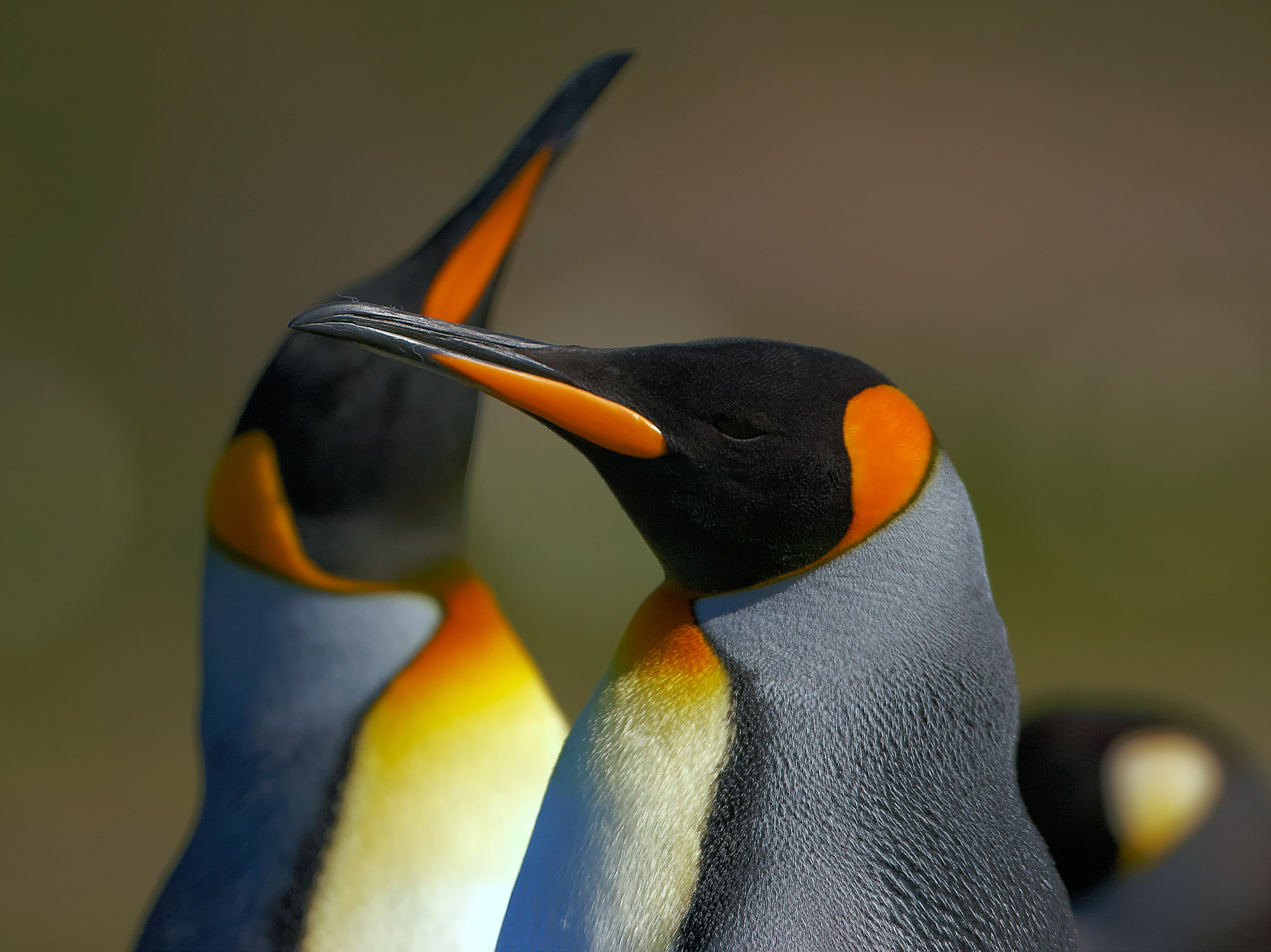 king penguin