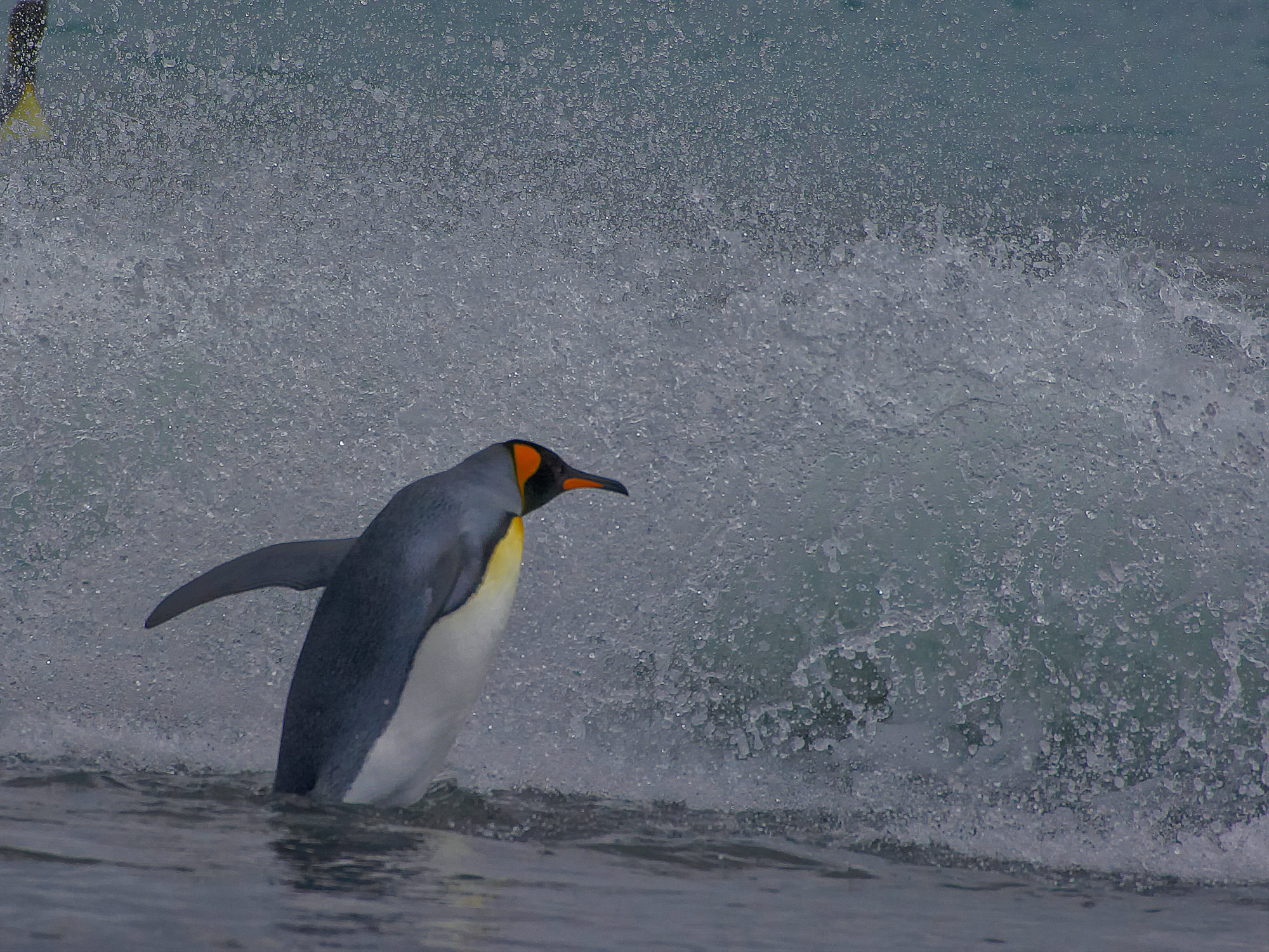 king penguin