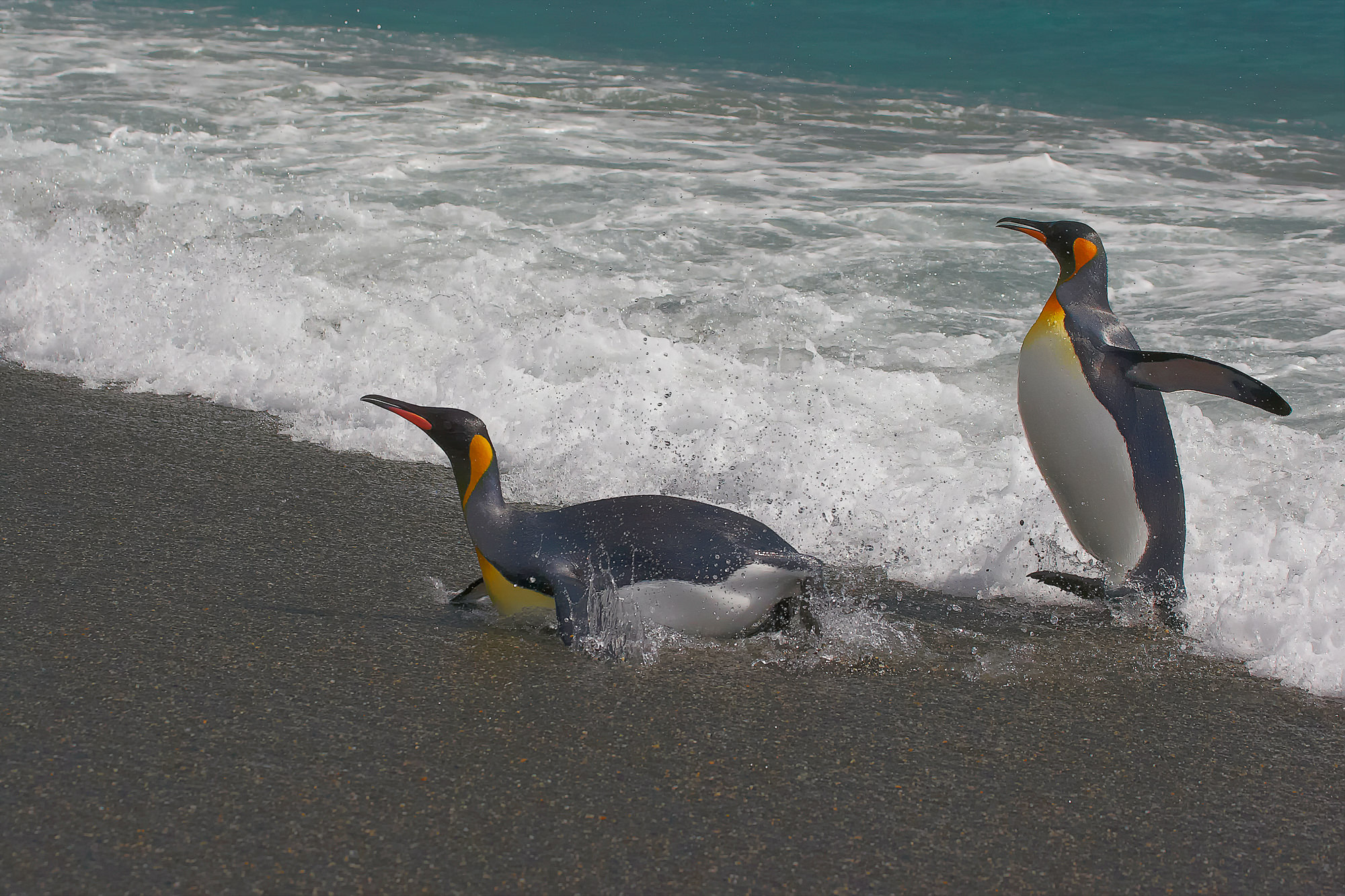 king penguin