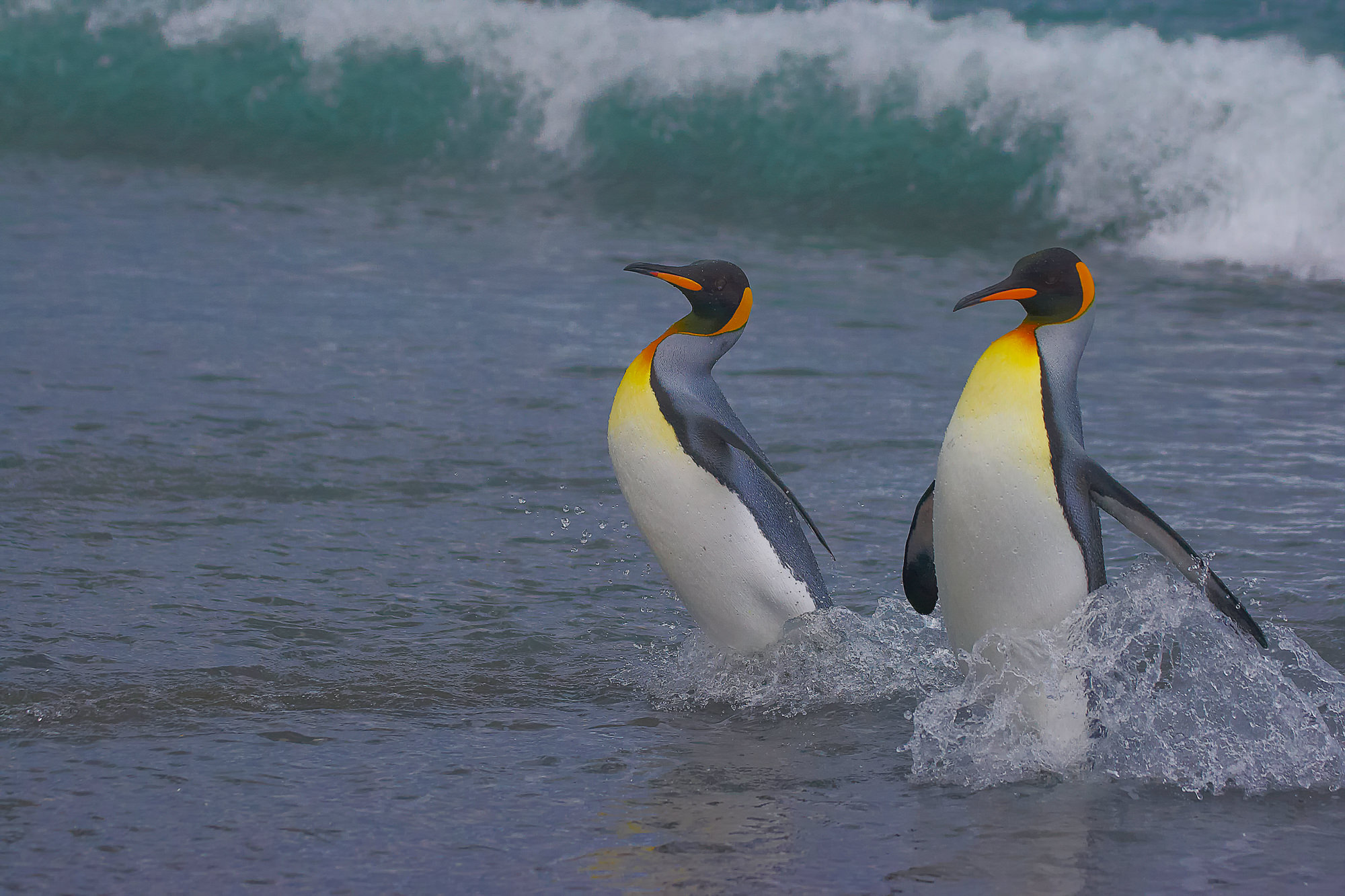 bathering king penguins