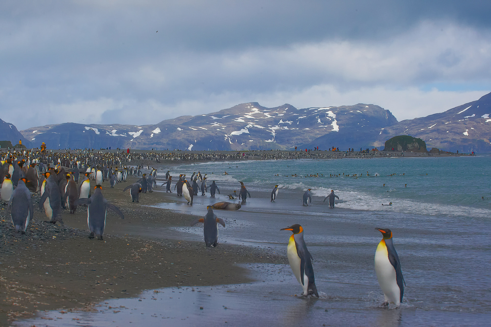 king penguins at Salisbury Plain, Sout Georgia