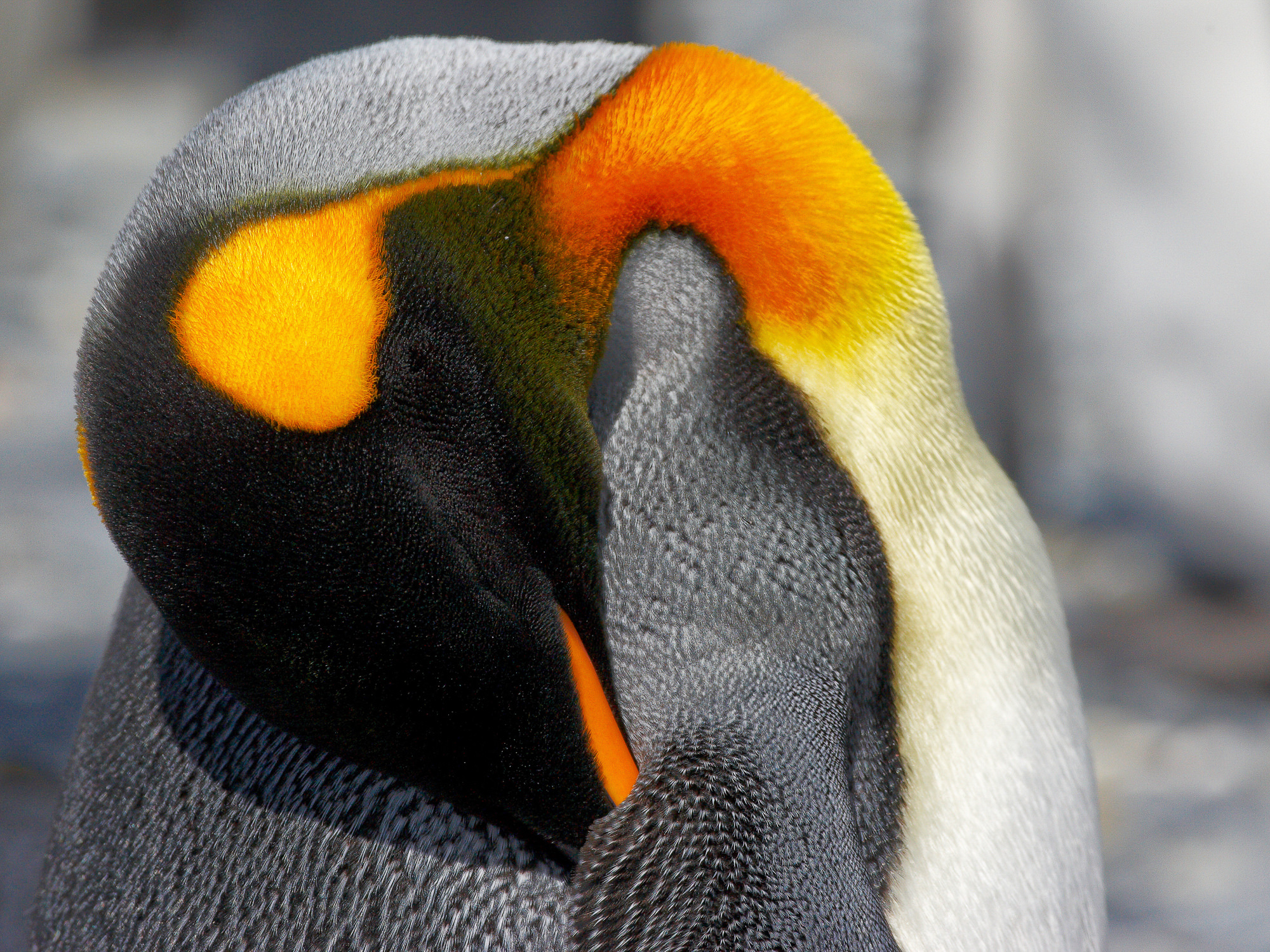 king penguin at Salisbury Plain