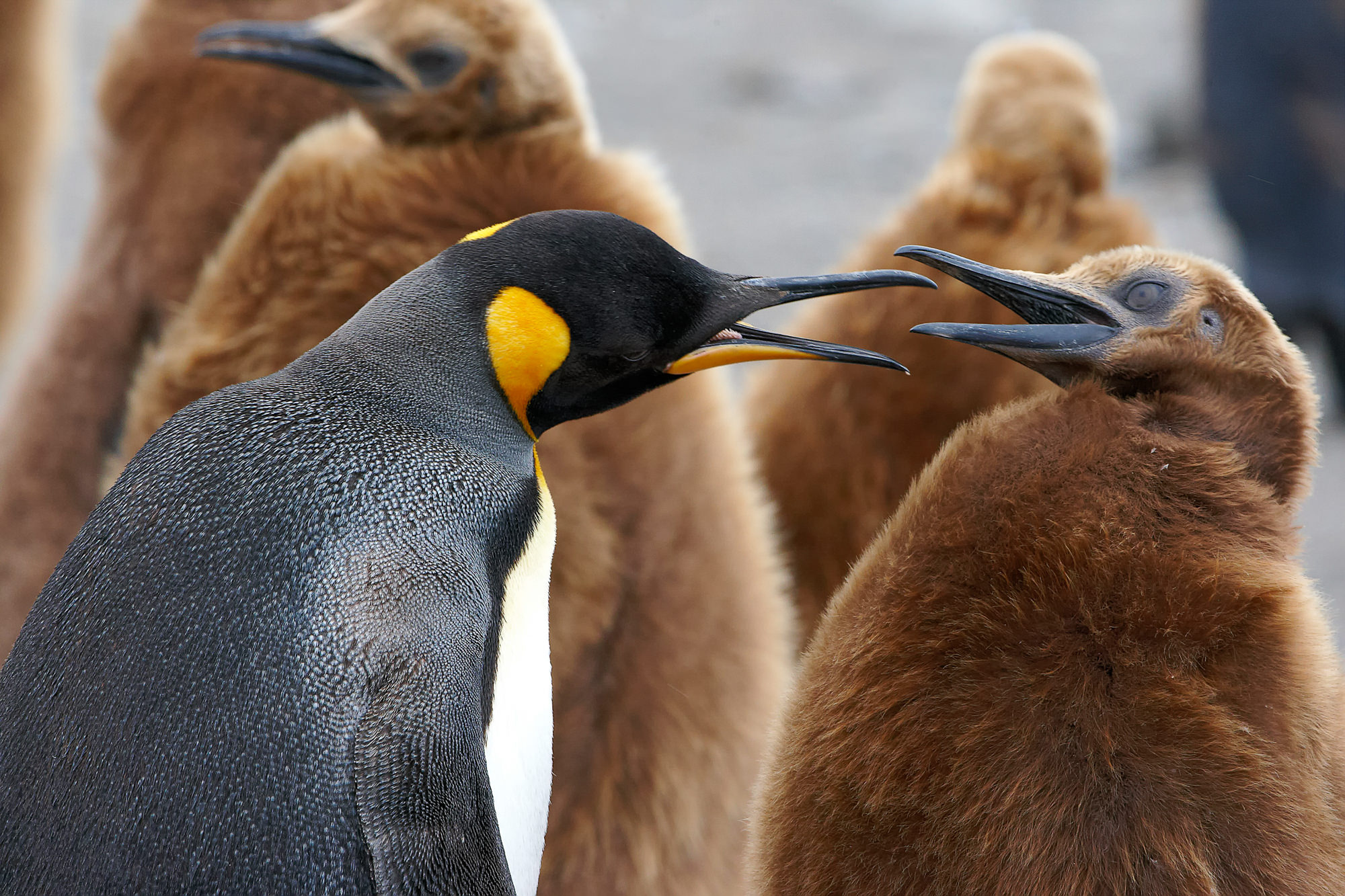 young king penguin begs for food