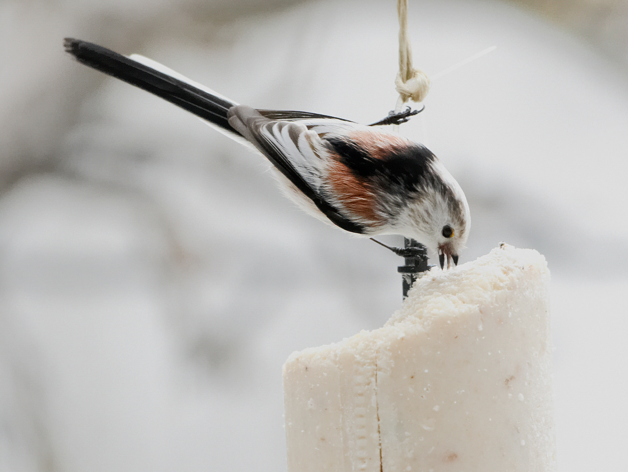 long-tailed tit