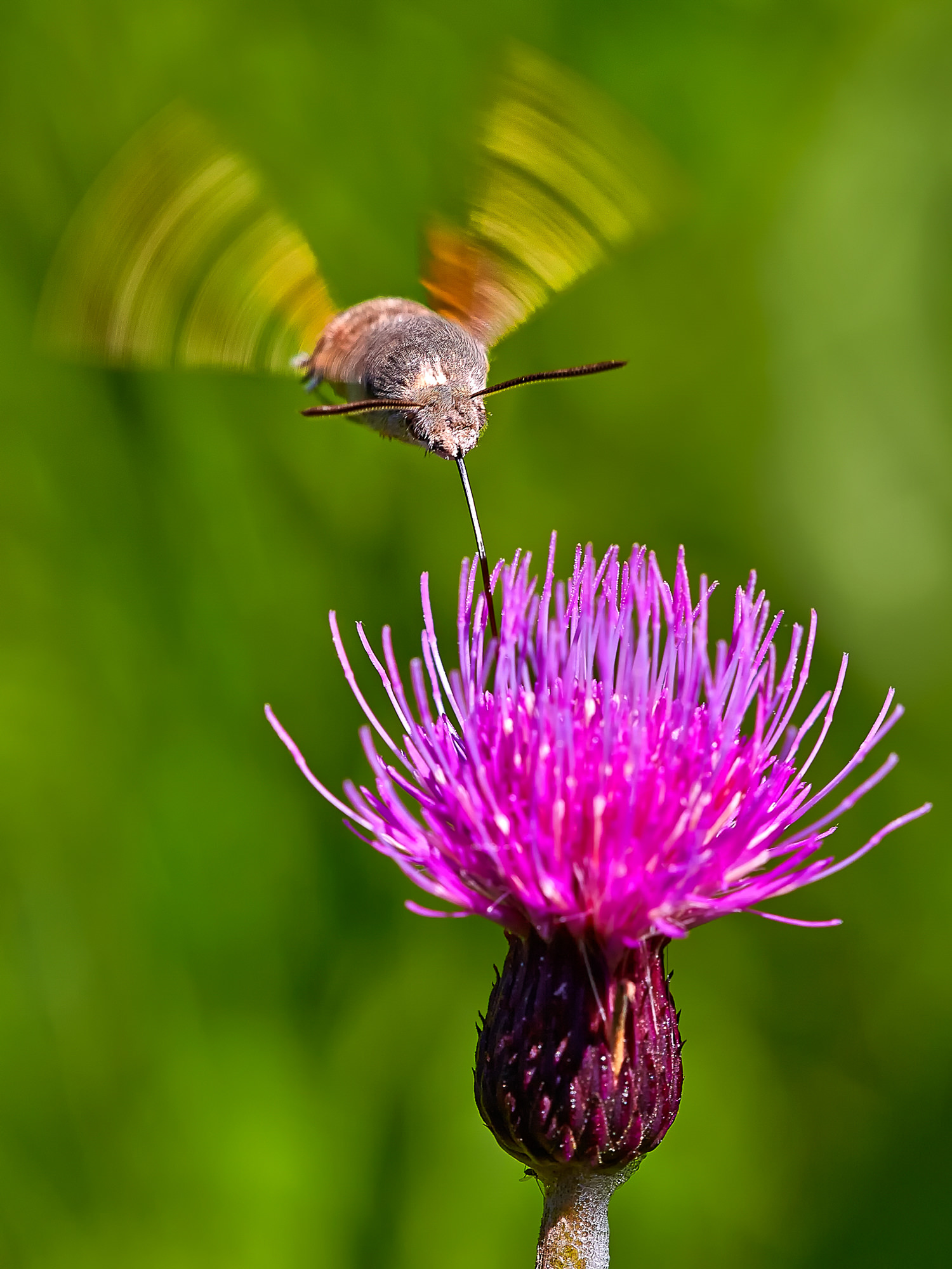 Hummingbird hawkmoth