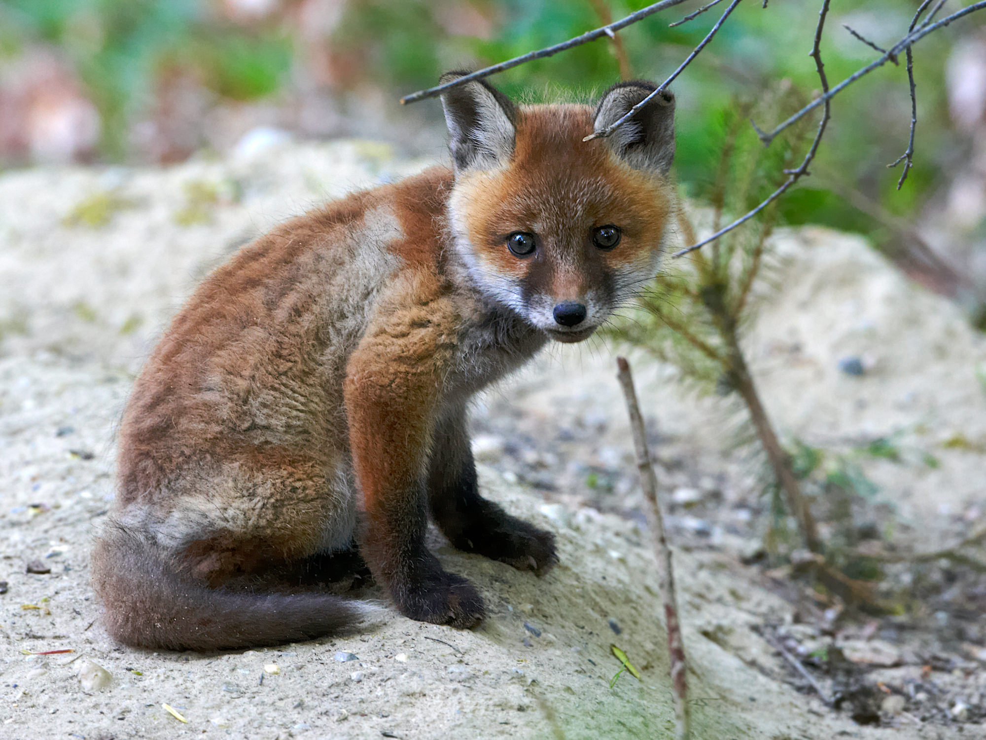 Young fox in front of his den