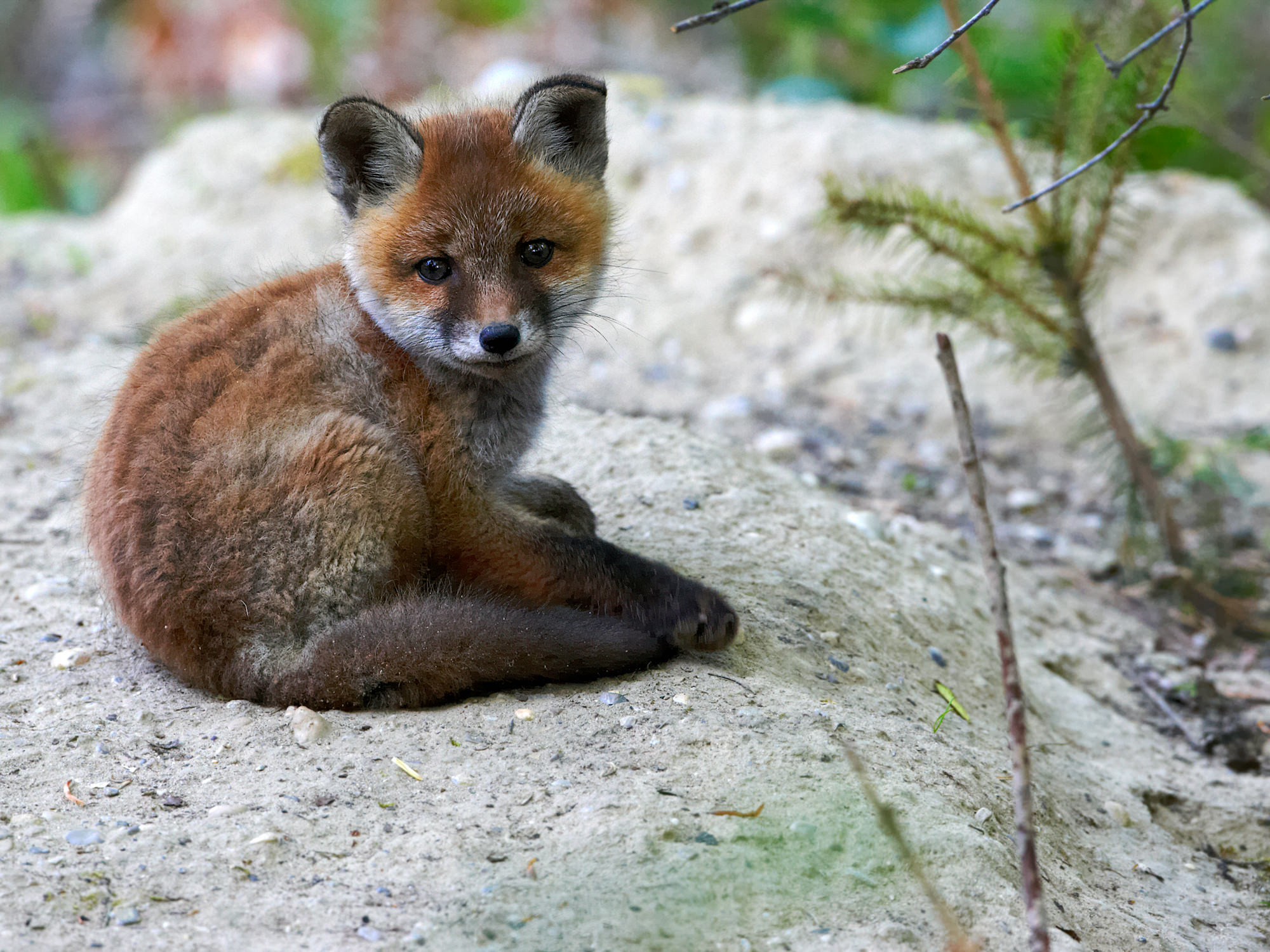 Young fox in front of his den