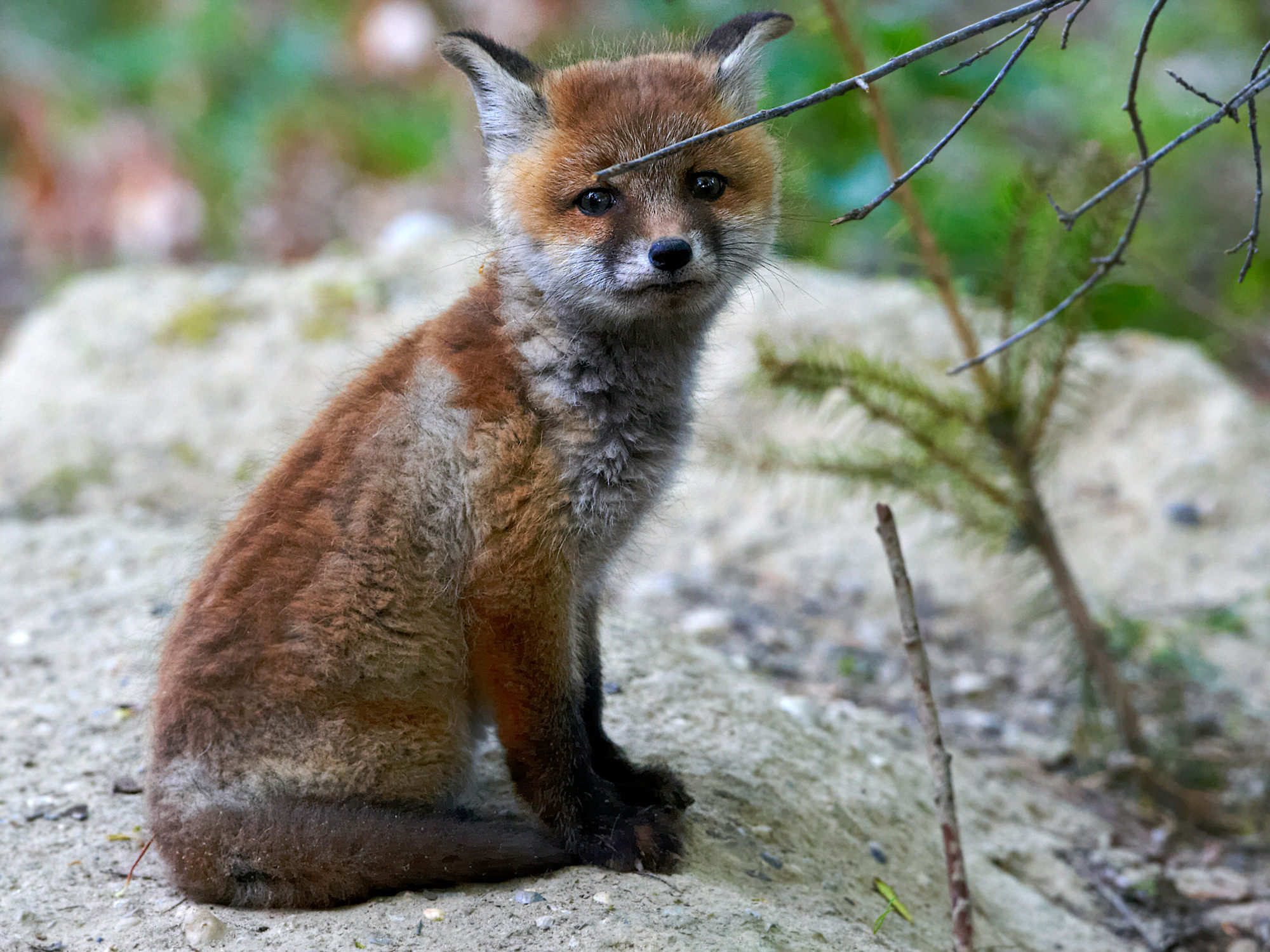 Young fox in front of his den