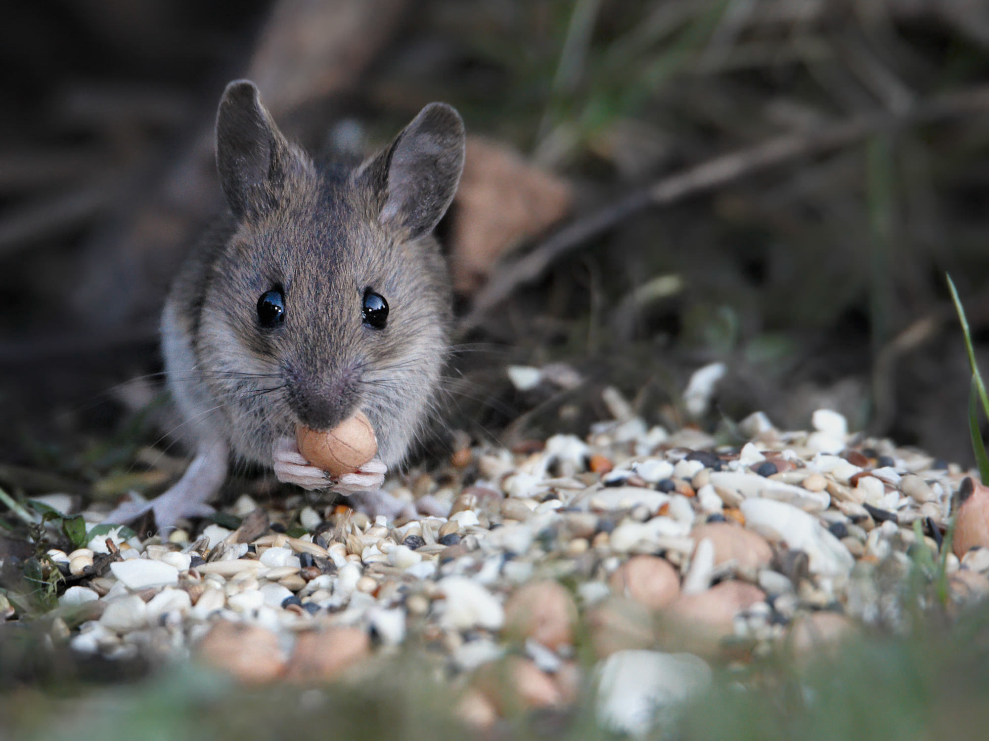 Red vole