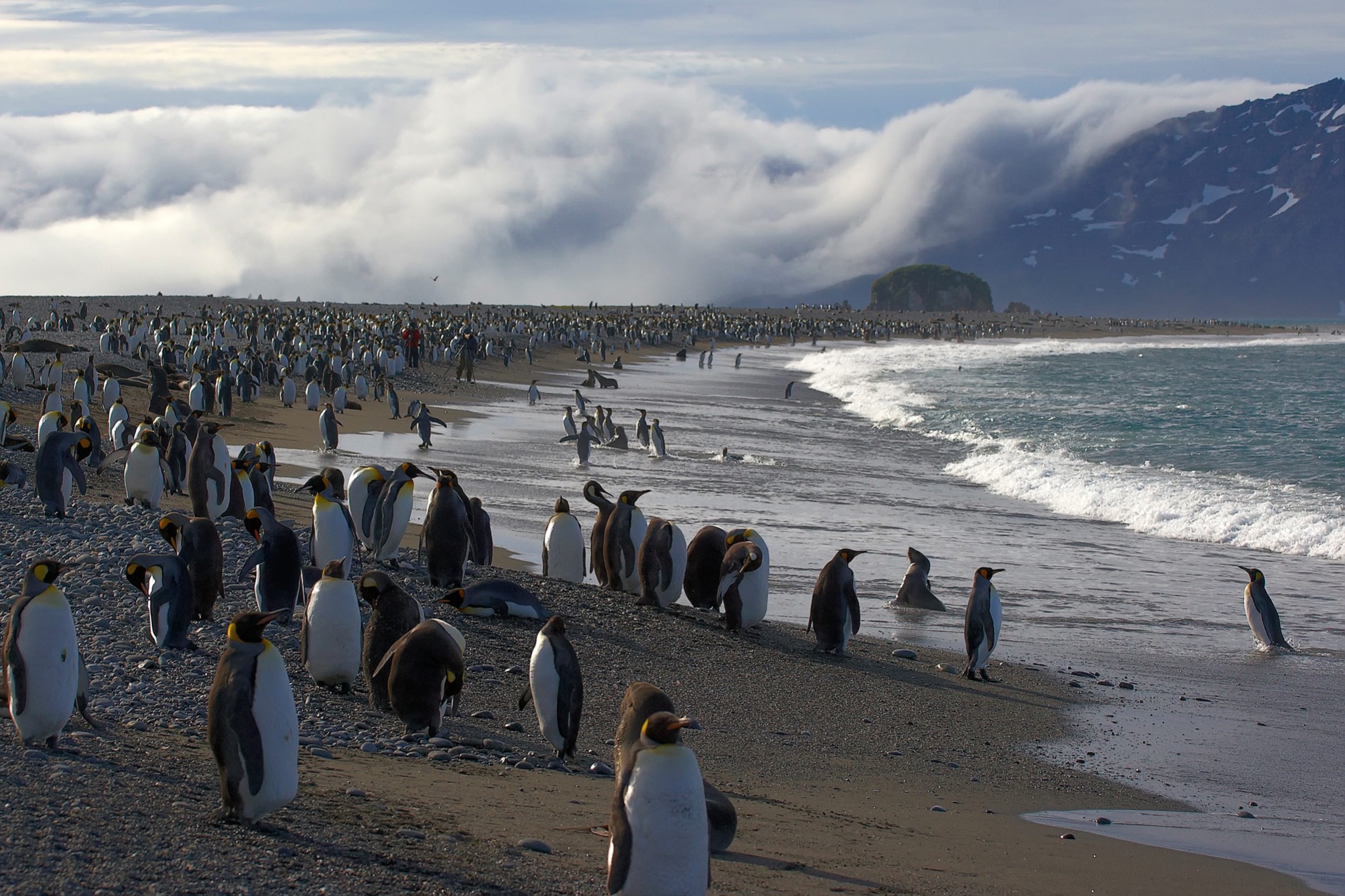 king penguins at Salisbury Plain