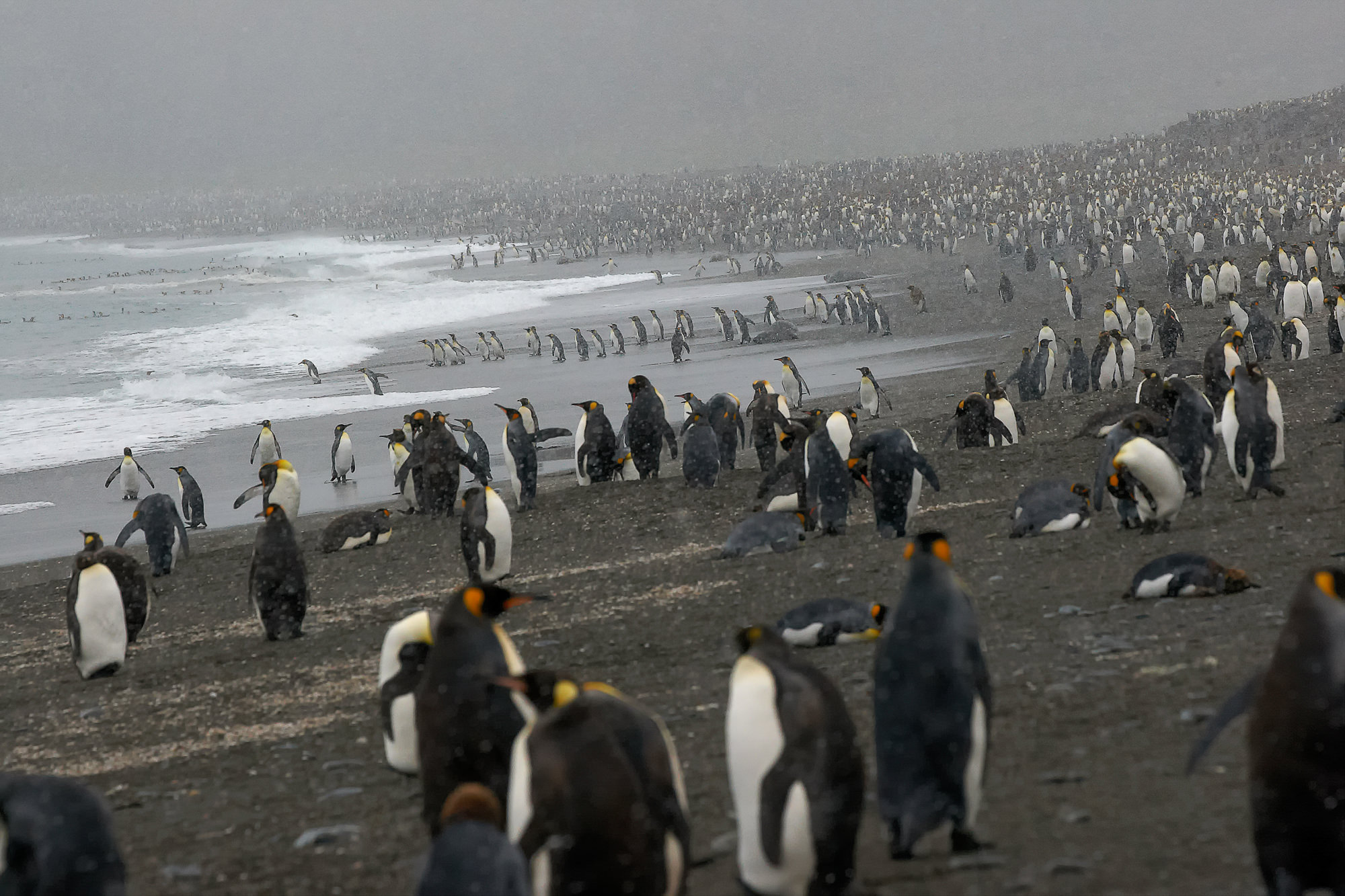 hundreds of thousands of king penguins in St. Andrews Bay, South