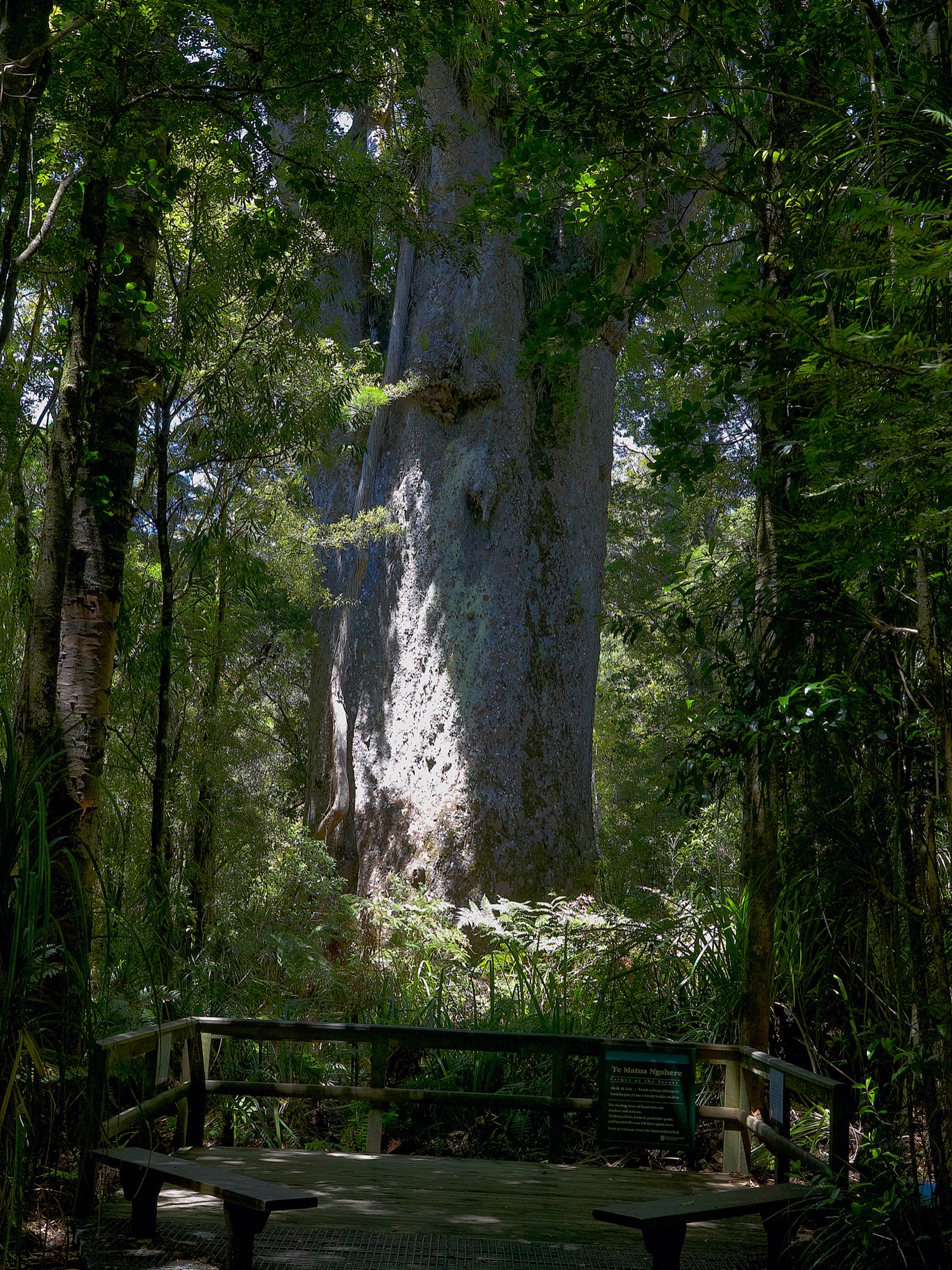 Kaori tree Te Matua Ngahere, Waipoa forest