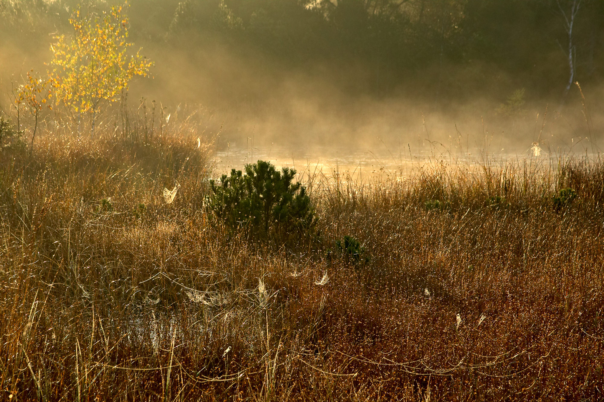 morning in the bog